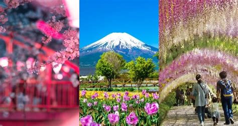 10 Japanese Flower Festivals in Spring to Catch in 2024 - Klook Travel Blog