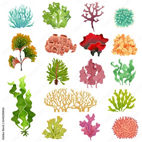 Coral and seaweed. Underwater flora, sea water seaweeds aquarium kelp ...