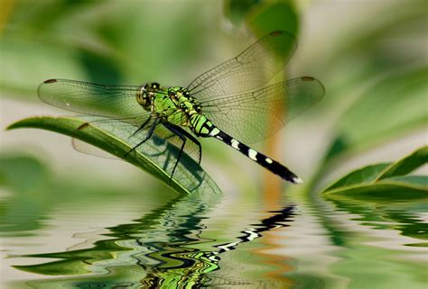 Dragonfly Flying Over Water