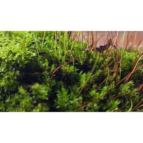 Jual Tanaman Living moss, lumut hutan, lumut media tanam, lumut ...