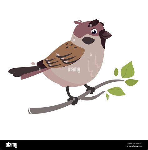 Funny Bird Sparrow Vector Illustration Of A Field Sparrow Feathered