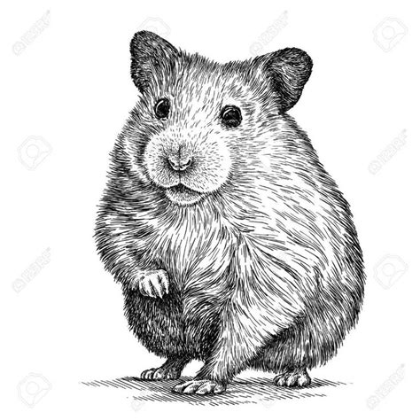 Pin on Other procreate | Animal drawings, Animal art, Animal sketches