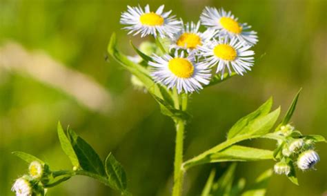 Projekt Neophyten Balger Natur Umwelt Und Naturschutz Im Rheintal