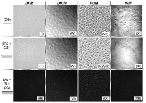 Various Microscopic Images Of Ppaecs Cultivated On A Glass Substrate A