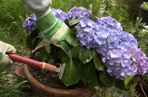 Cuáles son los cuidados de la hortensia en maceta