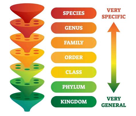 Classification Gcse Biology Revision