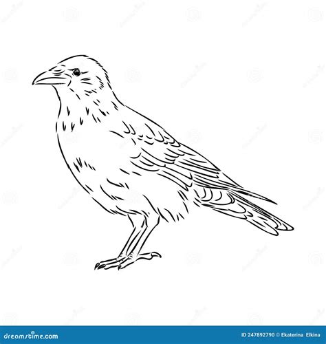 Hand Drawn Black Crow Raven Bird Sketch Vector Illustration Stock Vector Illustration Of