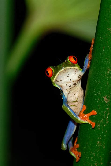 Z Dxo Rainette Yeux Rouges Grenouille Arboricole Flickr