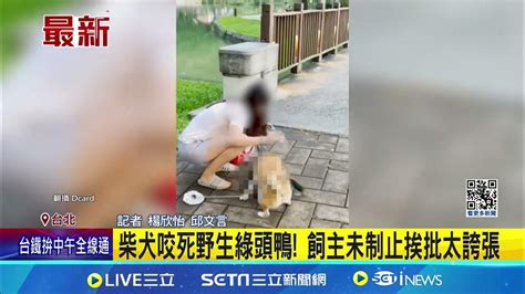 柴犬咬死野生綠頭鴨 飼主未制止挨批太誇張│記者 楊欣怡 邱文言│【新聞一把抓】20240622│三立新聞台 Youtube