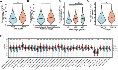 Frontiers A Pan Cancer Analysis Reveals The Prognostic And