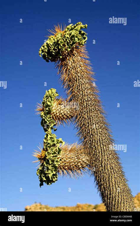 Halfmens Pachypodium Namaquanum With Inflorescence In Habitat