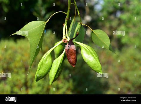 Brachychiton Populneus Tree Hi Res Stock Photography And Images Alamy