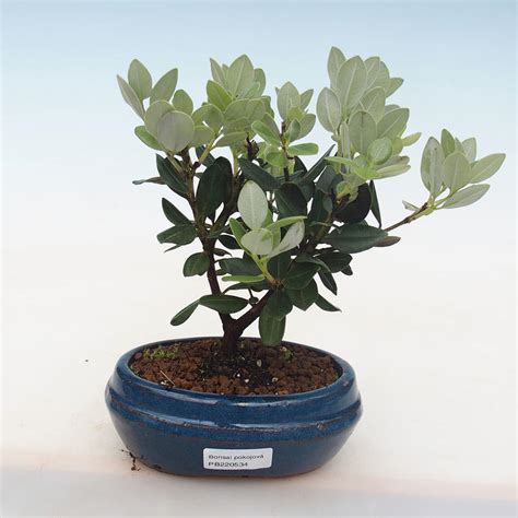 e-Bonsai - Indoor bonsai - Metrosideros excelsa PB220534