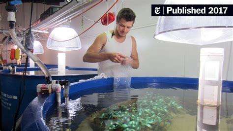 To Simulate Climate Change, Scientists Build Miniature Worlds - The New