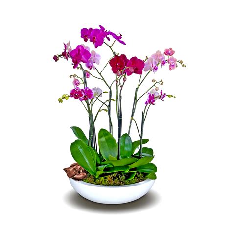 Tiffany Colorful Orchids Charming Orchid Arrangement Same Day Delivery