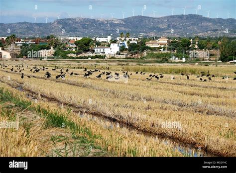 Rice Fields Ebro Hi Res Stock Photography And Images Alamy