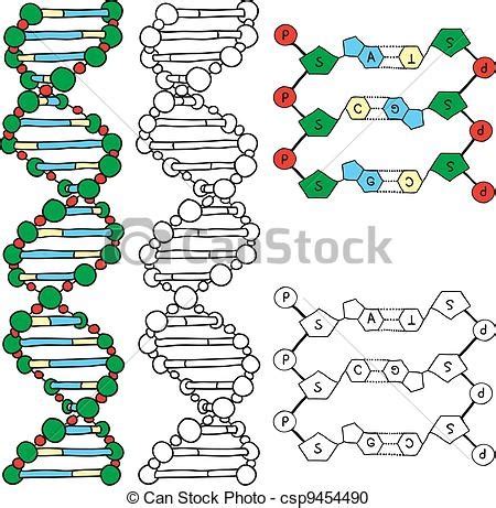 Estructura Del Adn Diagram Quizlet