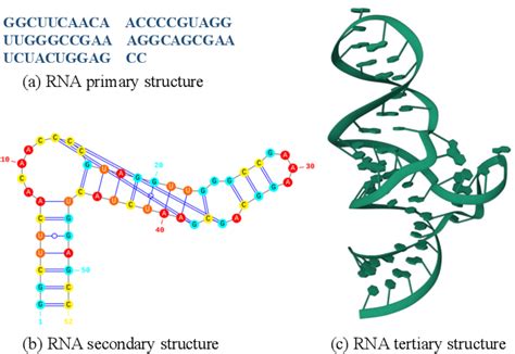 Rna Tertiary Structure