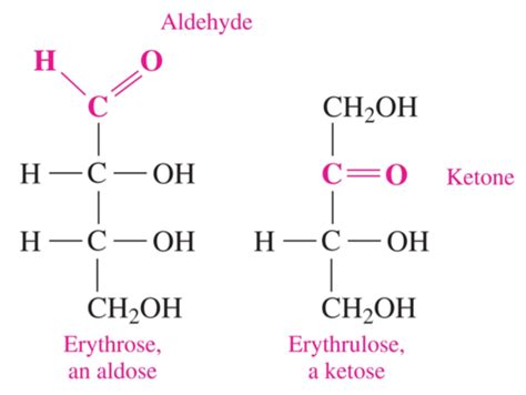 Chapter Carbohydrates Flashcards Quizlet