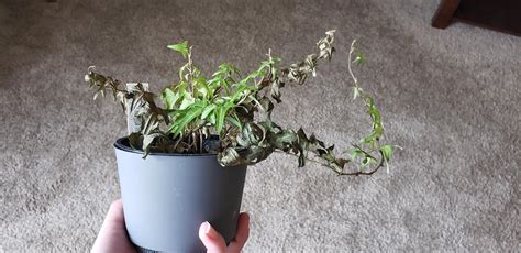 Dying Ivy : r/plantclinic