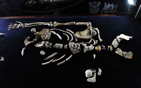 Australopithecus sediba | Characteristics & Facts | Britannica