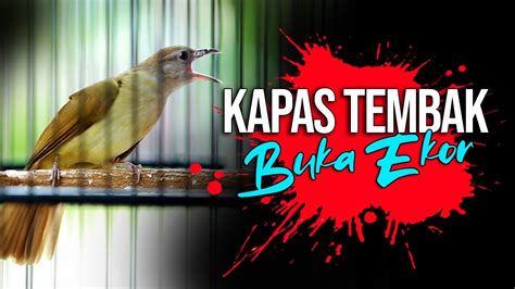 Kapas Tembak Buka Ekor Ngamuk Penuh Emosi Youtube