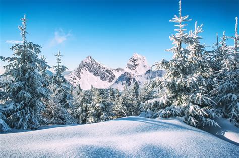 Snowy Forest (Winter) HD Wallpaper