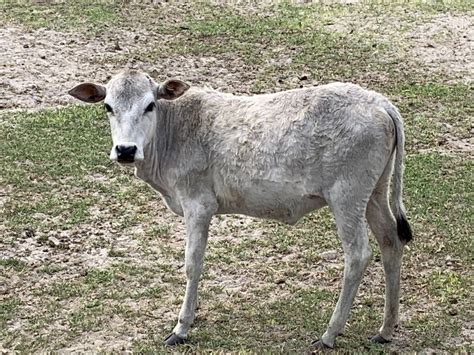 Zebu For Sale - Stormy Hill Farms