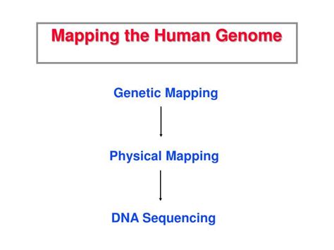 Ppt Mapping The Human Genome Powerpoint Presentation Free Download