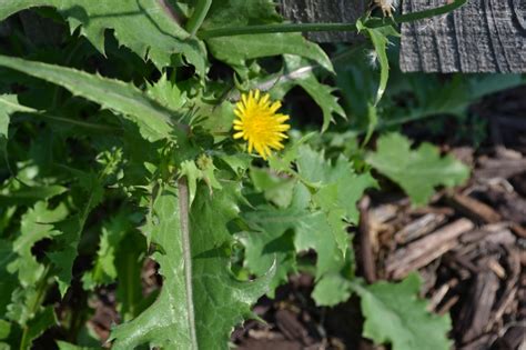 Prickly Lettuce 2 Green Thumb Advice