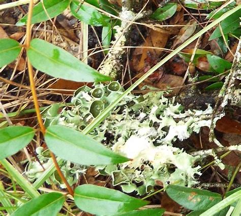 Unknown Foliose Lichen Project Noah