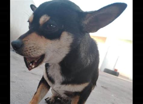 Buscan Ayuda Para Toby Saltillenses Se Unen Para Salvar Al Chihuahua