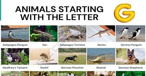 156 Animals That Start With G List Of Animals Beginning With G • 7esl