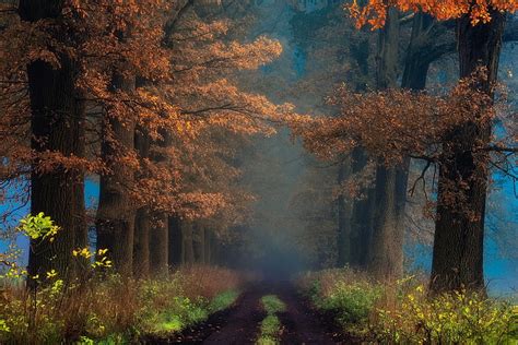 Brown Leafed Trees Pathway In The Forest Landscape Nature Forest