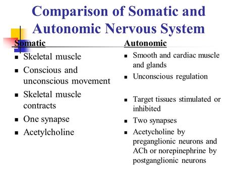 Somatic And Autonomic Nervous System Comparison