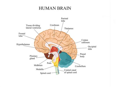 Brain Regions And Function Diagram