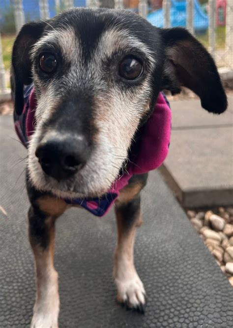 Charleston Pet Resort added a new... - Charleston Pet Resort