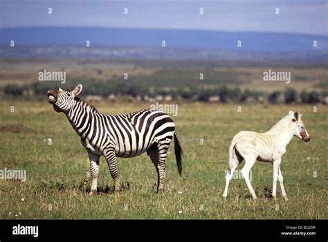 Albino Foal Hi Res Stock Photography And Images Alamy