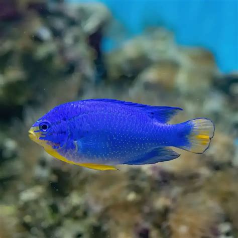 The Blue Damselfish: A Vibrant Jewel of the Coral Reef | WorldWeet