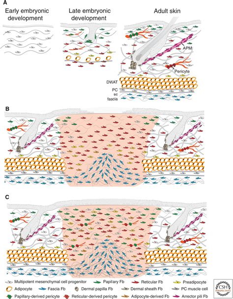 Fibroblast Heterogeneity In Healthy And Wounded Skin