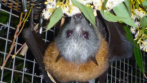 All About Australian Flying Foxes Tolga Bat Hospital