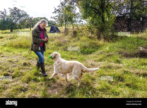 Female Dog Trainer Trains Golden Retriever Stock Photo Alamy
