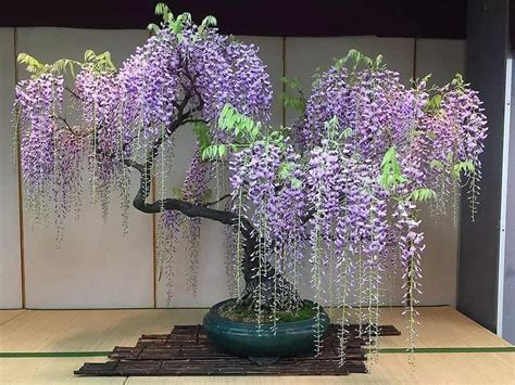 Japanese Wisteria Bonsai: Elegant Shaping and Growing Guide