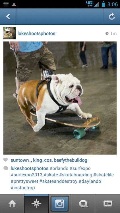 Beefy The Bulldog