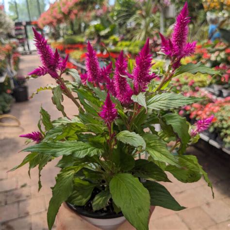 Celosia Kelos Atomic Jardins Zeillinger Botanix