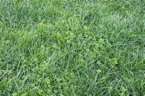 Stop Chickweed Taking Over The Grass In Fields This Spring The