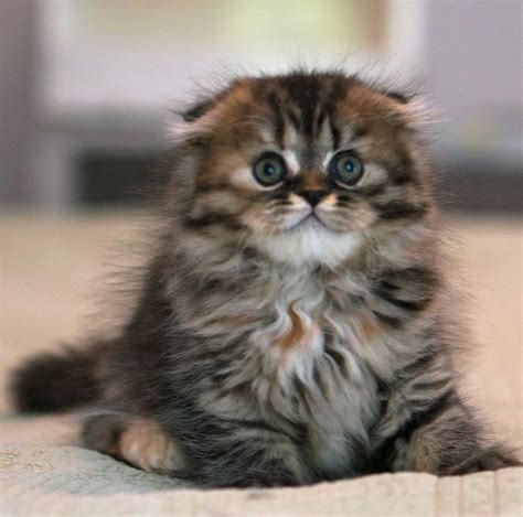 Rare Scottish Fold Munchkins Scottish Fold Kittens Price Range I Want This One