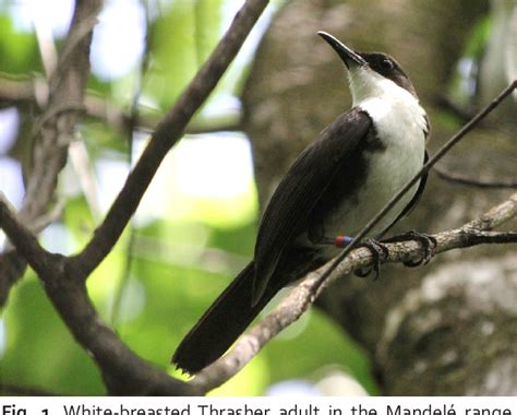 Figure From Current Status Of The Endangered White Breasted Thrasher