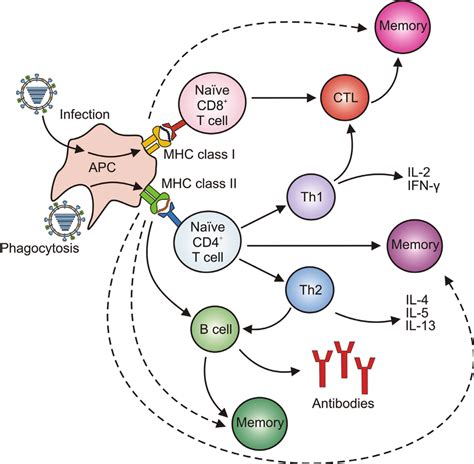 Induction Of Humoral And Cellular Immunity Induction Of Immune Download Scientific Diagram