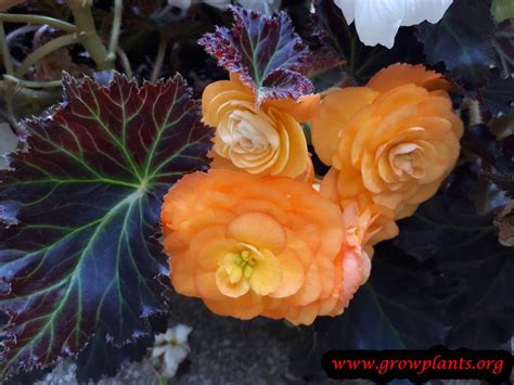 Tuberous begonias - How to grow & care